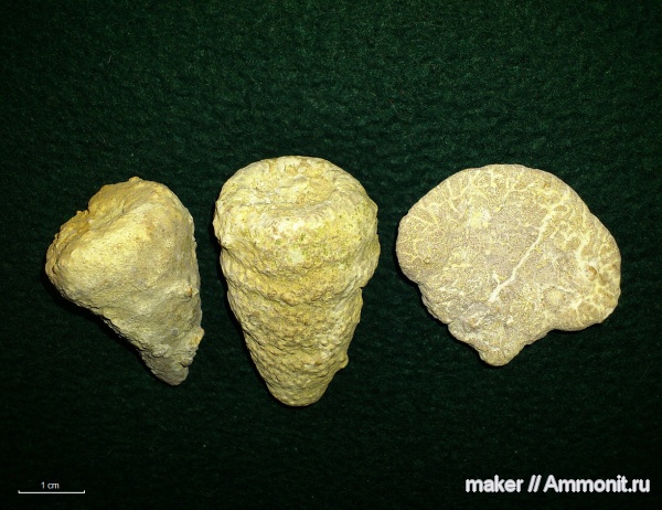 губки, берриас, Крым, Байдарская долина, Berriasian