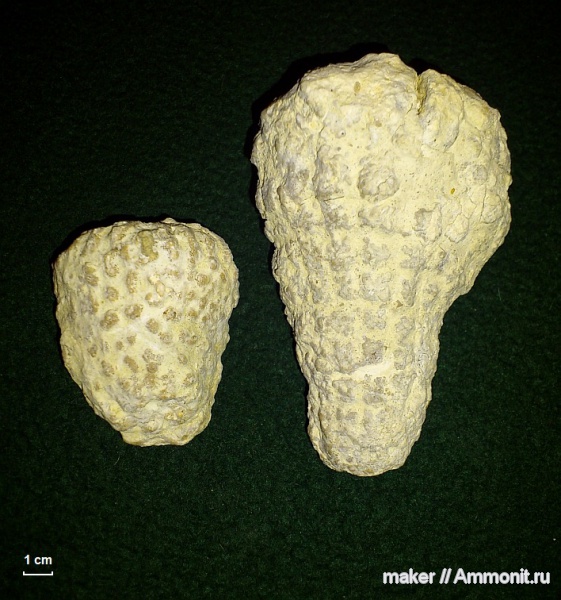 губки, берриас, Крым, Байдарская долина, Berriasian