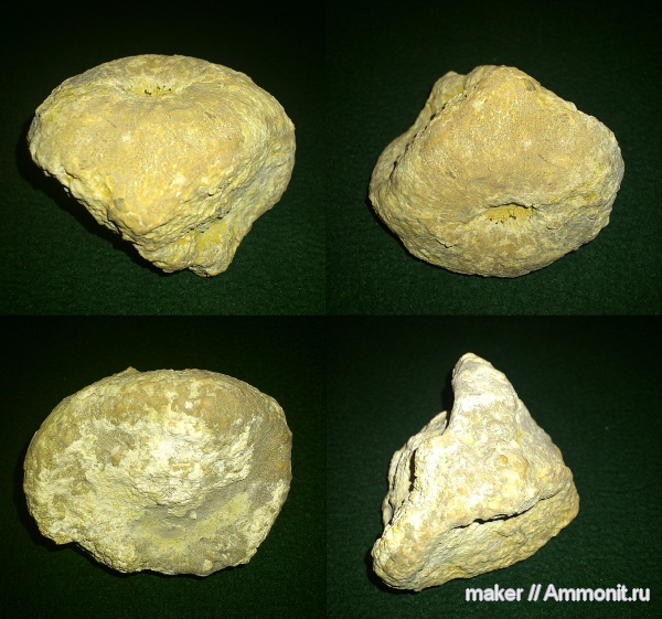 губки, берриас, Крым, Байдарская долина, Berriasian