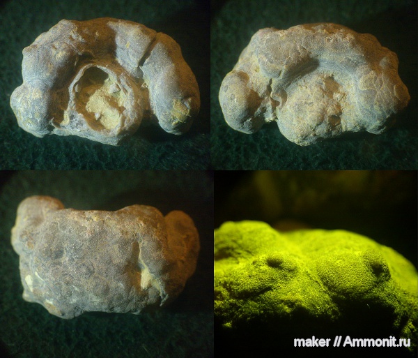 губки, берриас, Крым, Байдарская долина, Berriasian