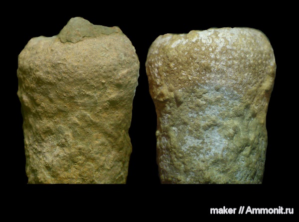 губки, берриас, Крым, препарирование, Байдарская долина, Berriasian