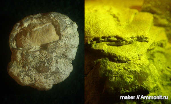 губки, берриас, Крым, Байдарская долина, Berriasian