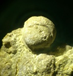 Demospongia в прижизненном положении