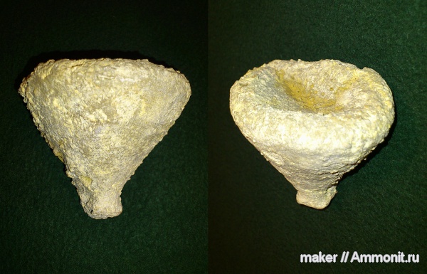 губки, берриас, Крым, Байдарская долина, Berriasian