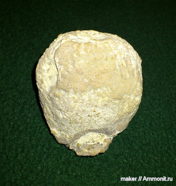 губки, берриас, Крым, Байдарская долина, Berriasian