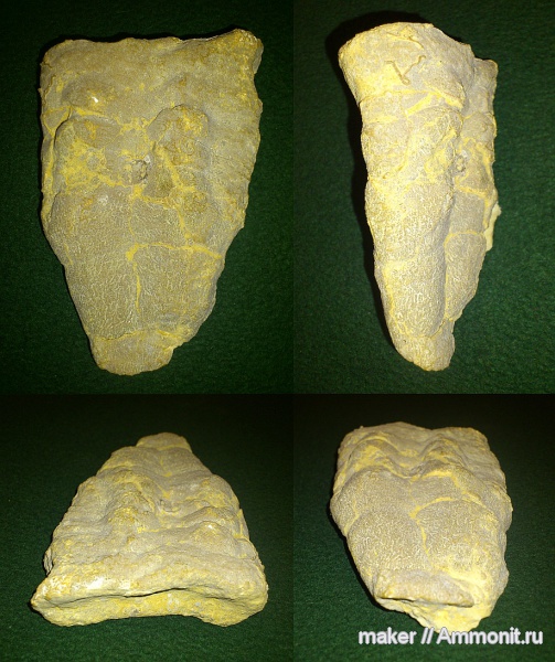 губки, берриас, Крым, Байдарская долина, Berriasian