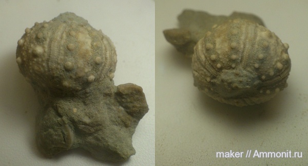 морские ежи, иглокожие, Крым, Байдарская долина, Pseudocidaris