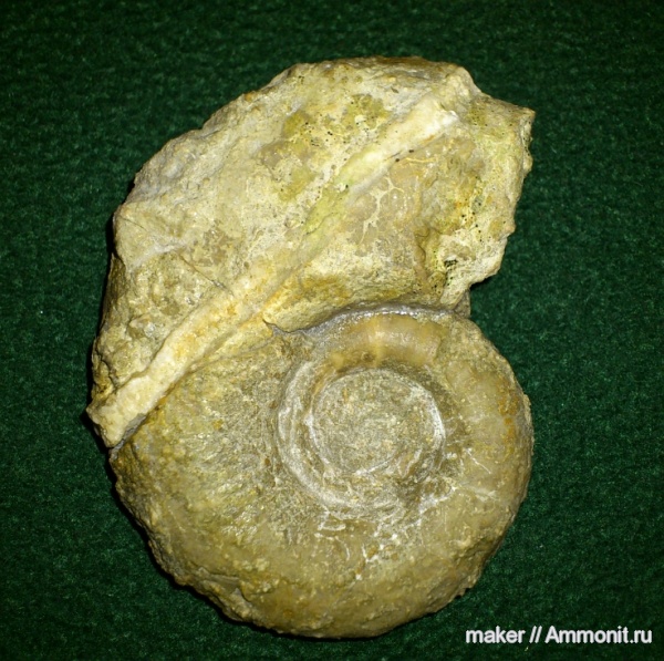 аммониты, берриас, Крым, Ammonites, Protetragonites, Байдарская долина, Berriasian