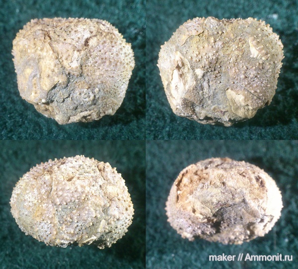 иглокожие, Крым, Байдарская долина