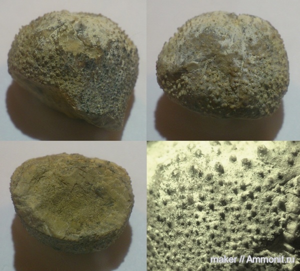 иглокожие, Крым, Байдарская долина