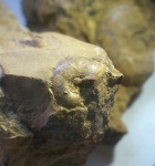 Аммонит Haploceras (?) с карьера у р. Чёрной