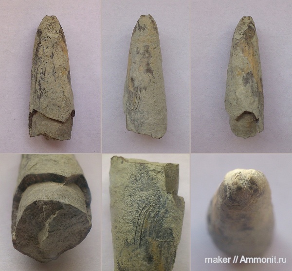 белемниты, Байдарская долина, Diplobelus, belemnites