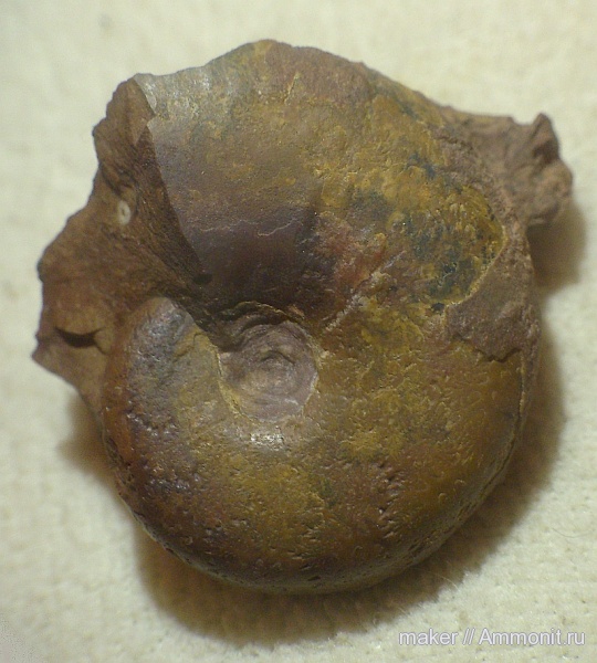 аммониты, Крым, титон, Ammonites, Байдарская долина, Биюк-Синор, Tithonian