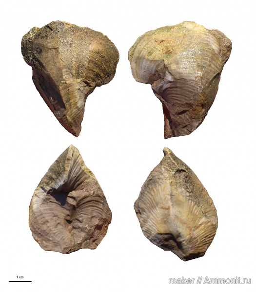 моллюски, кимеридж, Крым, Ласпи, Kimmeridgian, Upper Jurassic