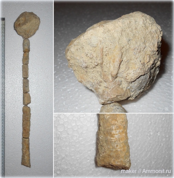 морские лилии, иглокожие