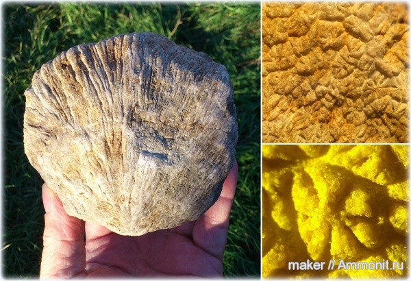 кораллы, кишечнополостные, Scleractinia