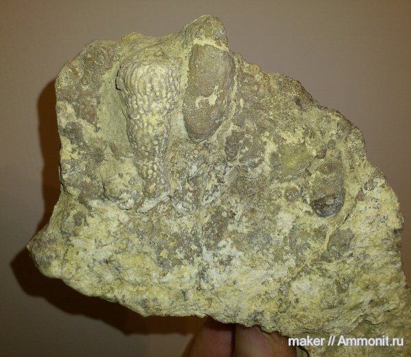 губки, берриас, Крым, Байдарская долина, Berriasian