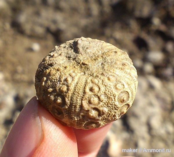 морские ежи, иглокожие, Крым, Cidaris, Байдарская долина