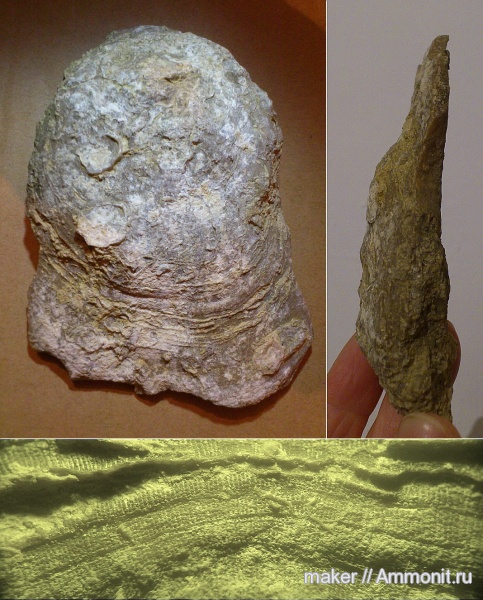 берриас, Крым, Менестер, Berriasian