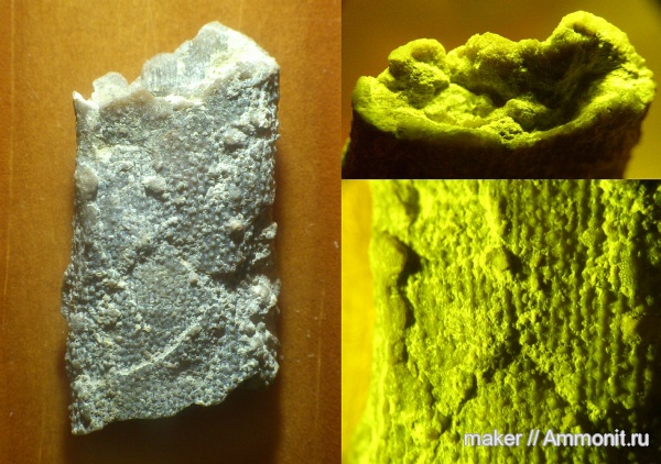 иглокожие, берриас, Крым, иглы морских ежей, Байдарская долина, Berriasian