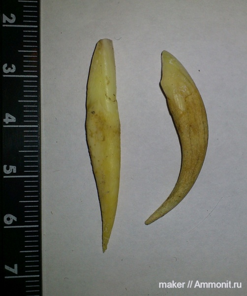 зубы, Крым, Байдарская долина, teeth