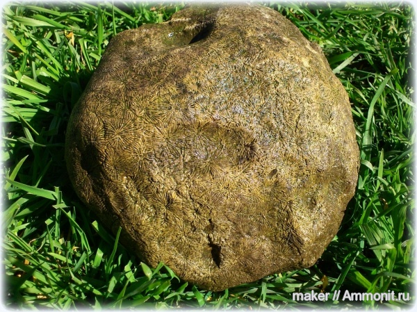 кораллы, кишечнополостные, Scleractinia