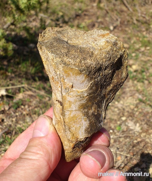 рептилии, динозавры, позвоночные, Крым, Dinosauria, Менестер, Theropoda