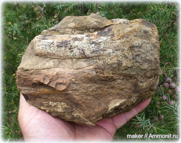 рептилии, динозавры, позвоночные, Крым, Dinosauria, Менестер, Theropoda