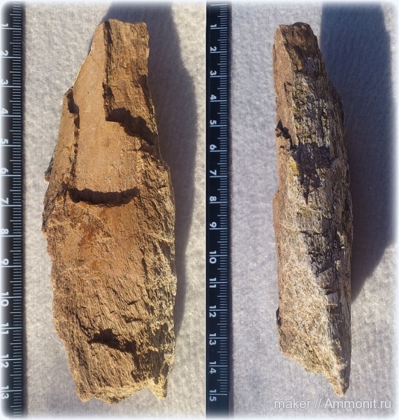 рептилии, динозавры, позвоночные, Крым, Dinosauria, Менестер, Theropoda