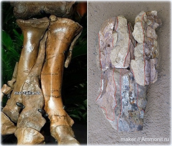 рептилии, динозавры, позвоночные, Крым, Dinosauria, Менестер, Theropoda, Metatarsalia