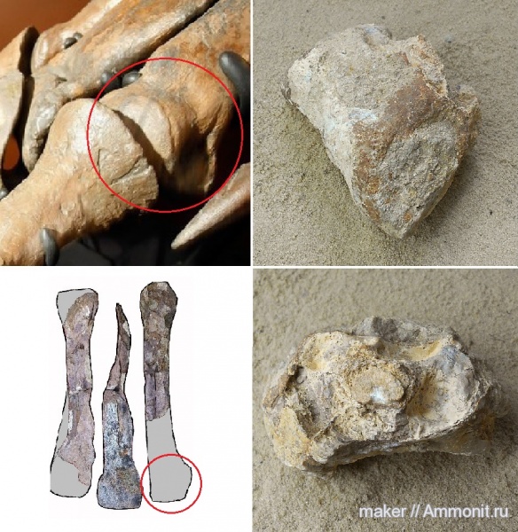 рептилии, динозавры, позвоночные, Крым, Dinosauria, Менестер, Theropoda, Metatarsalia