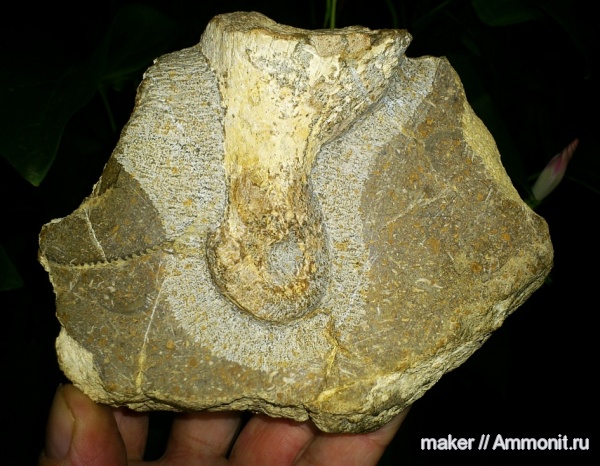 рептилии, динозавры, позвоночные, Крым, Dinosauria, Менестер, Theropoda