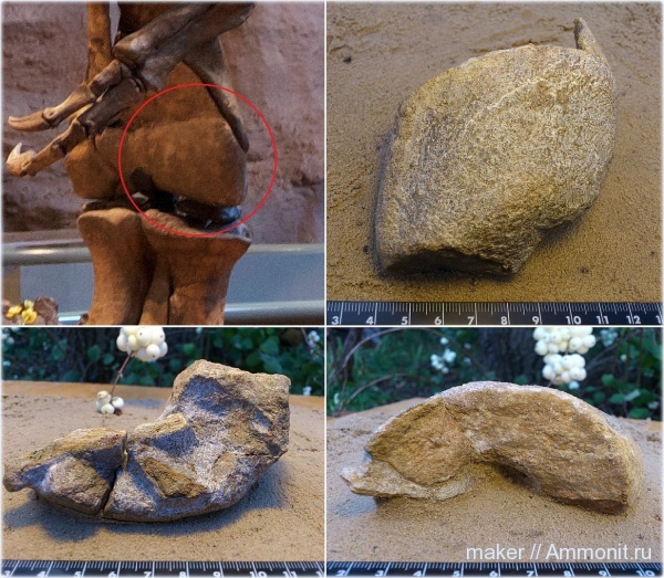 рептилии, динозавры, позвоночные, Крым, Dinosauria, Менестер, Theropoda