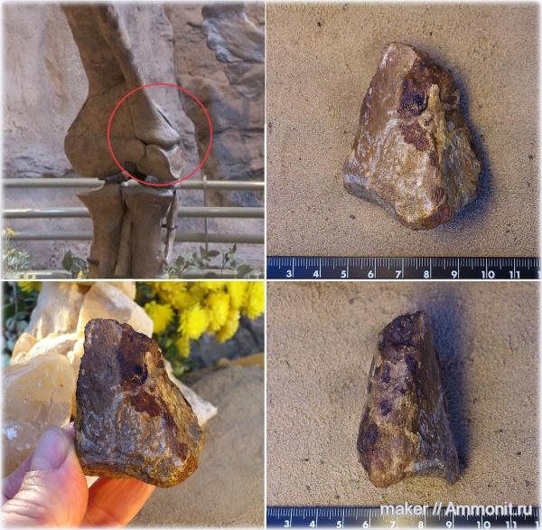 рептилии, динозавры, позвоночные, Крым, Dinosauria, Менестер, Theropoda