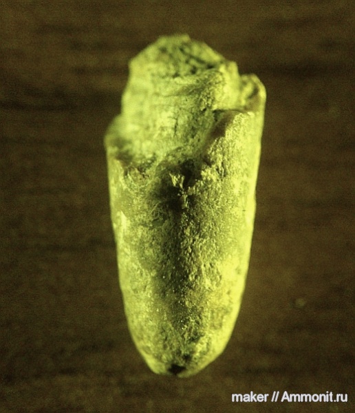 белемниты, Байдарская долина, Diplobelus, belemnites