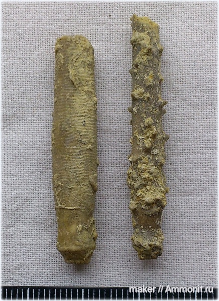 иглокожие, берриас, Крым, иглы морских ежей, Менестер, Berriasian