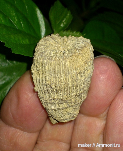 кораллы, кишечнополостные, Крым, Менестер