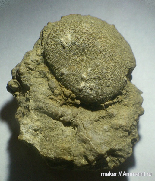 кораллы, кишечнополостные, Крым, Scleractinia, Менестер