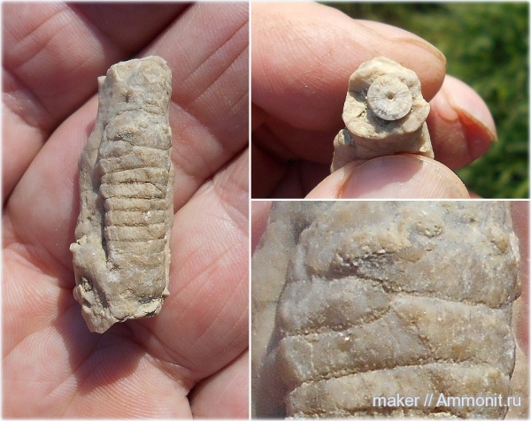 морские лилии, иглокожие, криноидеи, Крым, прижизненные повреждения, Менестер