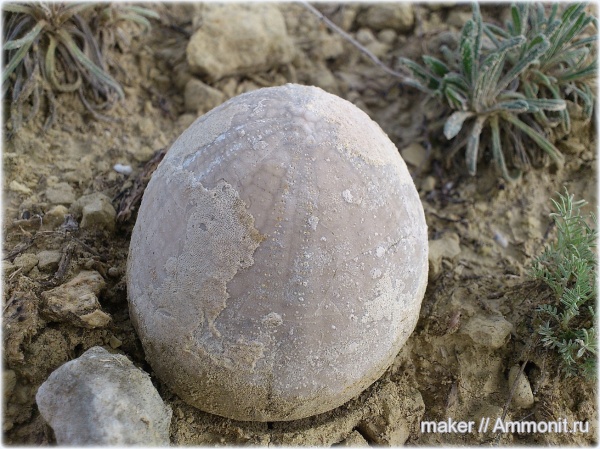 морские ежи, Белая Скала, Белогорский район