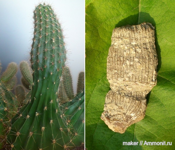 кораллы, кишечнополостные, Крым, Менестер