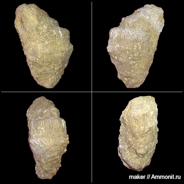 кораллы, кишечнополостные, Крым, Менестер