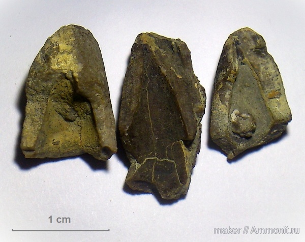 белемниты, Крым, Байдарская долина, Diplobelus, belemnites
