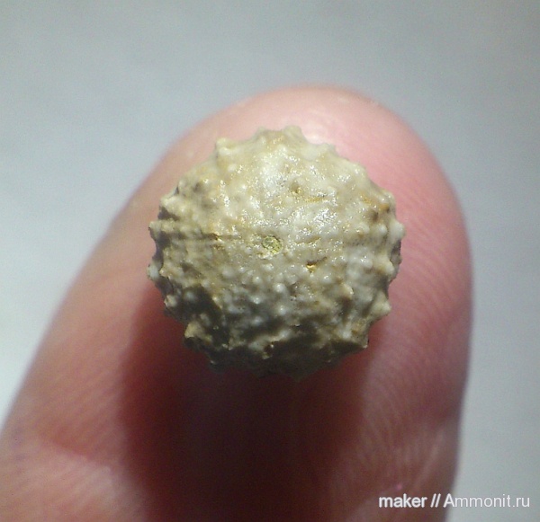 морские ежи, иглокожие, Байдарская долина, Acropeltis