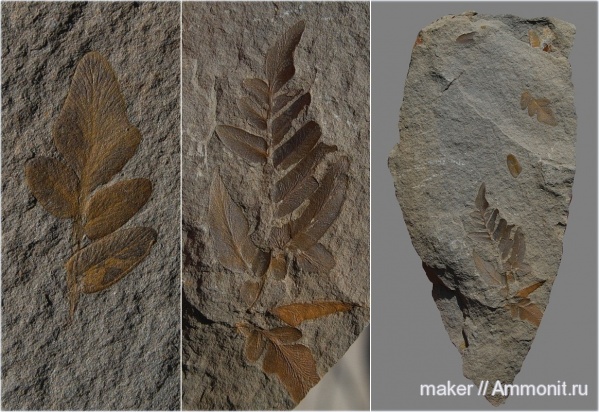 карбон, птеридоспермы, Neuropteris