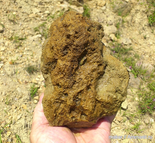 кораллы, кишечнополостные, Крым, Scleractinia, Actinastraea, Варнаутская долина