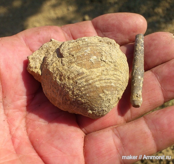 моллюски, Менестер