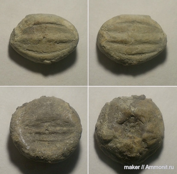 морские лилии, иглокожие, криноидеи, Крым, Sclerocrinus, гора Кутур-Кая