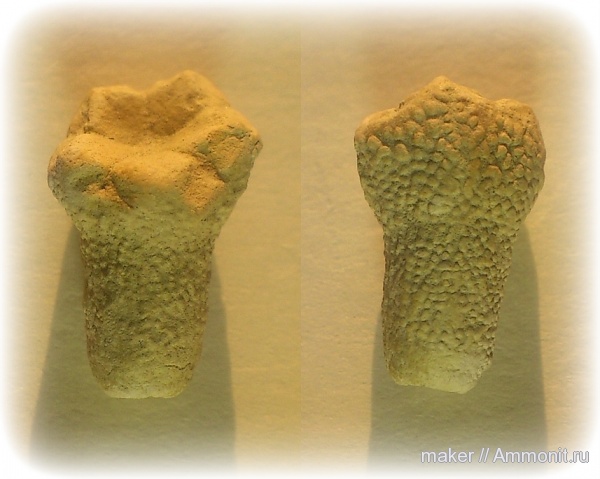 иглокожие, Крым, валанжин, Cyrtocrinus, Менестер, Cyrtocrinus variabilis, Valanginian