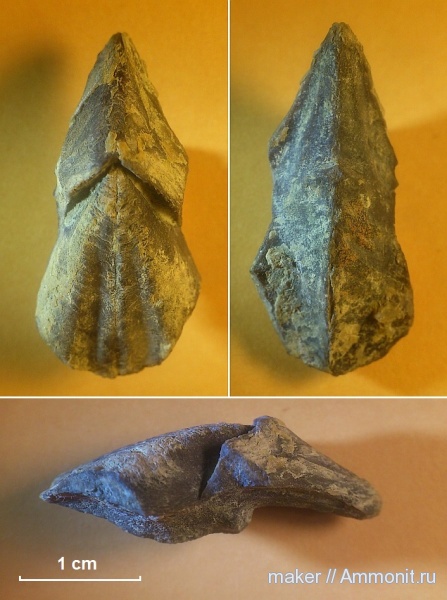 Крым, ринхолиты, Hadrocheilus, Байдарская долина, гора Кутур-Кая